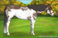 Horse Color:Bay Sabino Splash Frame