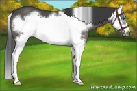 Horse Color:White Spotted Smoky Black Splash Frame 