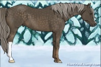 Horse Color:Chocolate Palomino 