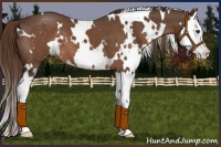 Horse Color:White Spotted Liver Chestnut Sabino Splash