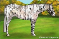 Horse Color:White Spotted Grullo Sabino Splash  and Chocolate Palomino Ice Onyx Sabino Tobiano 