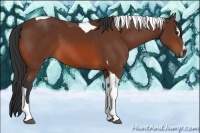 Horse Color:Bay Sabino Tobiano 