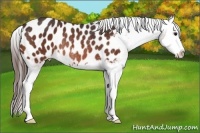 Horse Color:Bay Sabino Splash Appaloosa Rabicano