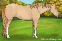 Horse Color:Gold Champagne 