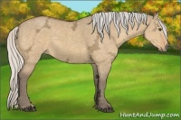 Horse Color:Silver Buckskin Ice Dun 