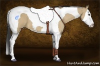Horse Color:Bay Dun Splash Tobiano