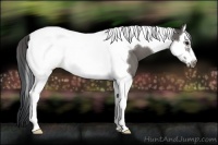 Horse Color:Black Splash Tobiano Frame