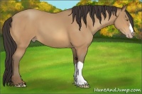 Horse Color:Amber Champagne
