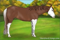 Horse Color:Chestnut Splash
