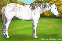Horse Color:White Spotted Buckskin Sabino Splash Appaloosa 