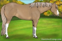 Horse Color:Palomino