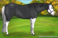 Horse Color:Black Splash