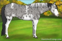 Horse Color:White Spotted Black Ice Tobiano Appaloosa 