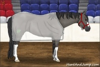 Horse Color:Grullo 