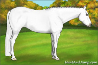 Horse Color:Gray White Spotted Bay Splash 