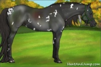 Horse Color:White Spotted Liver Chestnut