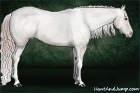 Horse Color:Chocolate Palomino Appaloosa