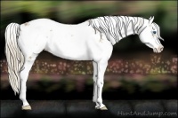 Horse Color:Chestnut Sabino Splash 