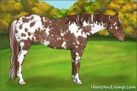 Horse Color:White Spotted Red Roan Blanket 