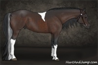 Horse Color:Bay Tobiano 