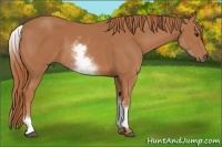 Horse Color:White Spotted Chestnut