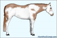 Horse Color:Red Roan Sabino Splash Frame 