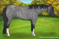 Horse Color:Blue Roan 