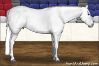 Horse Color:Gray Silver Blue Roan Tobiano Appaloosa 