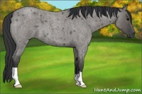 Horse Color:Grullo Roan 
