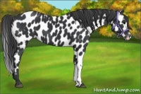 Horse Color:Black Appaloosa