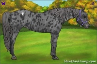 Horse Color:Black Appaloosa