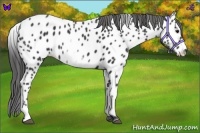 Horse Color:White Spotted Black Appaloosa