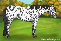 Horse Color:Black Appaloosa 