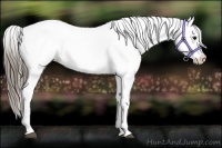 Horse Color:Black Near Leopard 