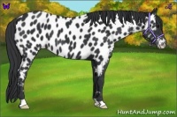 Horse Color:Black Near Leopard 