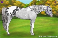 Horse Color:Black Tobiano Appaloosa