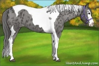 Horse Color:Black Splash Tobiano Varnish 