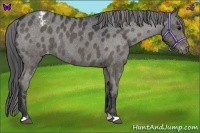 Horse Color:Black Appaloosa