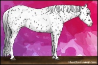 Horse Color:Blue Roan Appaloosa 