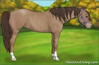 Horse Color:Classic Champagne 