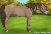 Horse Color:Classic Champagne 