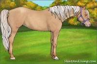 Horse Color:Silver Classic Champagne
