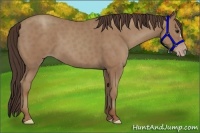 Horse Color:Classic Champagne 