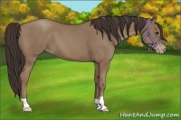 Horse Color:Classic Champagne 