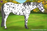 Horse Color:Black Appaloosa 