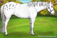 Horse Color:White Spotted Blue Roan Splash Frame Appaloosa Rabicano