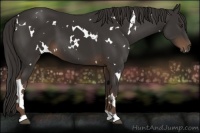 Horse Color:White Spotted Liver Chestnut 