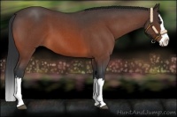 Horse Color:Bay Roan Splash