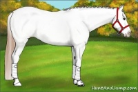 Horse Color:Chestnut Appaloosa