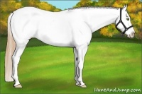 Horse Color:Gold Champagne Splash Appaloosa 